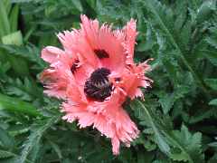 Trkischer Mohn Pflege Standort