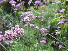 Verbena Bonariensis