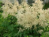 Waldgeibart Aruncus Dioicus Sylvester