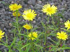 Weidenblttriges Ochsenauge Rindsauge 