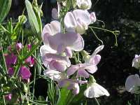 Platterbse Wicken Lathyrus Vernus