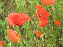  Wilder Mohn Papaver Rhoeas