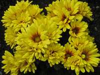 Winteraster Margerite 