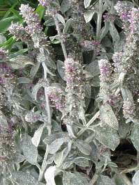 Stachys Byzantina Wollziest 