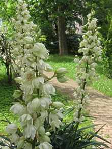 Yucca Filamentosa Flaccida Rostrata Palmlilie Winterhart Pflege