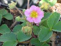 Ziererdbeere Fragaria x ananassa Pink Panda