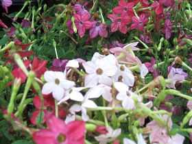 Ziertabak Nicotiana Sanderae Alata Sylvestris Rustica Tabacum