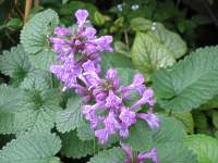 Ziest Stachys Macrantha Grandiflora