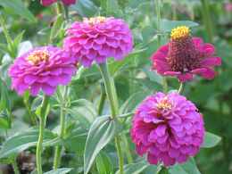 Blumen Zinnien Aussaat Pflanzen Pflege